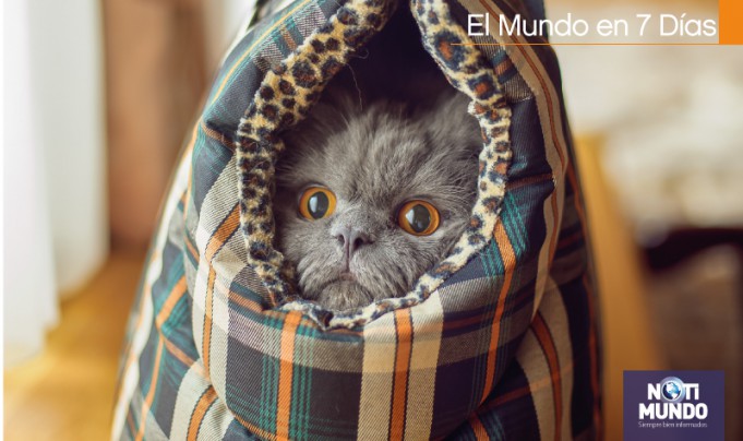 https://notimundo.com.ec/wp-content/www/uploads/2016/07/viajes-para-mascotas.jpg