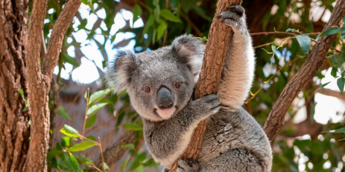 koalas-australia