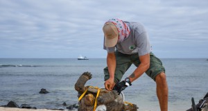 Tortugas gigantes regresan a la Isla Española