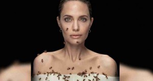 Angelina Jolie, abejas, National Geographic