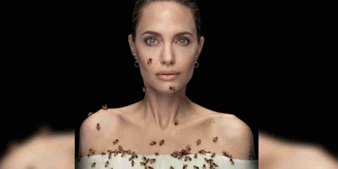 Angelina Jolie, abejas, National Geographic