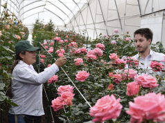 Expoflores - Temporada con cifras positivas para el sector florícola ecuatoriano