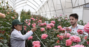 Expoflores - Temporada con cifras positivas para el sector florícola ecuatoriano