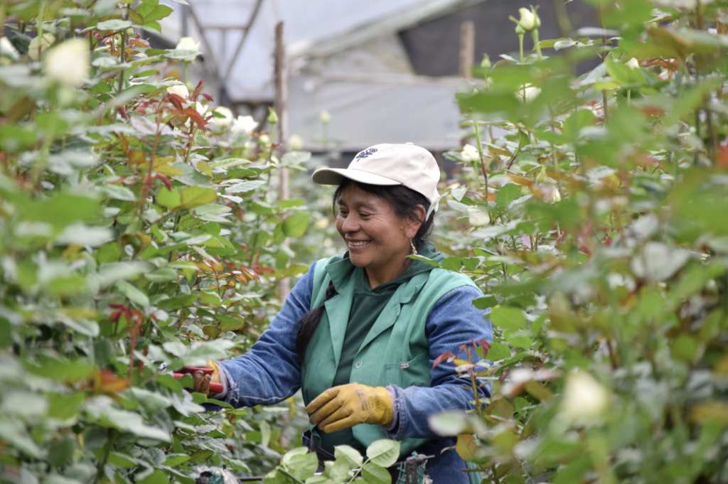 Expoflores - Temporada con cifras positivas para el sector florícola ecuatoriano